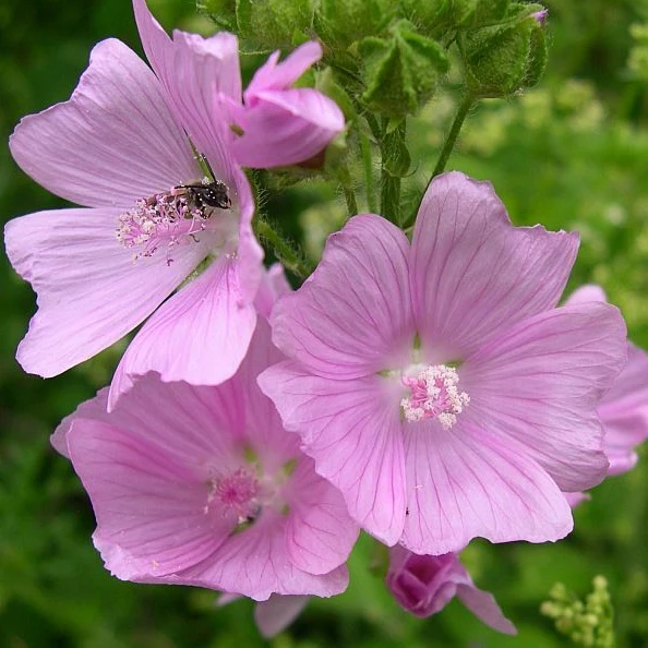 Vorschaubild 1