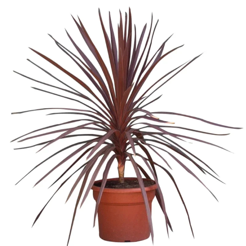 Gartenpflanzen